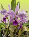 C. Memoria Jeanne Nichols (C. jenmanni x C. labiata)..